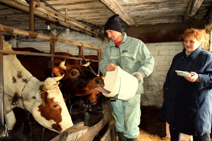 Negaidīta vizīte. Dēls Raivis un mamma Sandra Krīgale pamodinājuši govis no pēcpusdienas snaudas.

Autors: Imants Kaziļuns