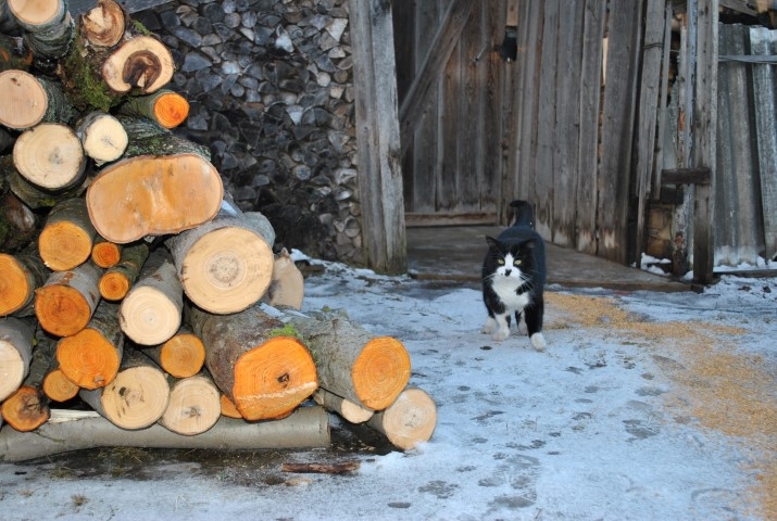 Autors: Inga  Patmalniece