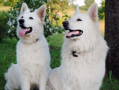 Vēl visi kopā. Tagad kucēniem jau ir saimnieki teju visā Latvijā. 