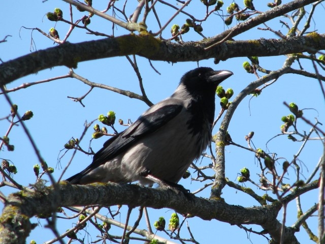 Autors: Solveiga Ivanova