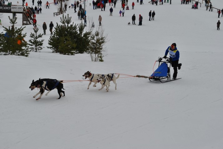 SKAISTI. Jāņa Kalēja samojedu ekipāža piesaistīja visu apkārtējo uzmanību. 
Autors: Rolanda Paļuga foto