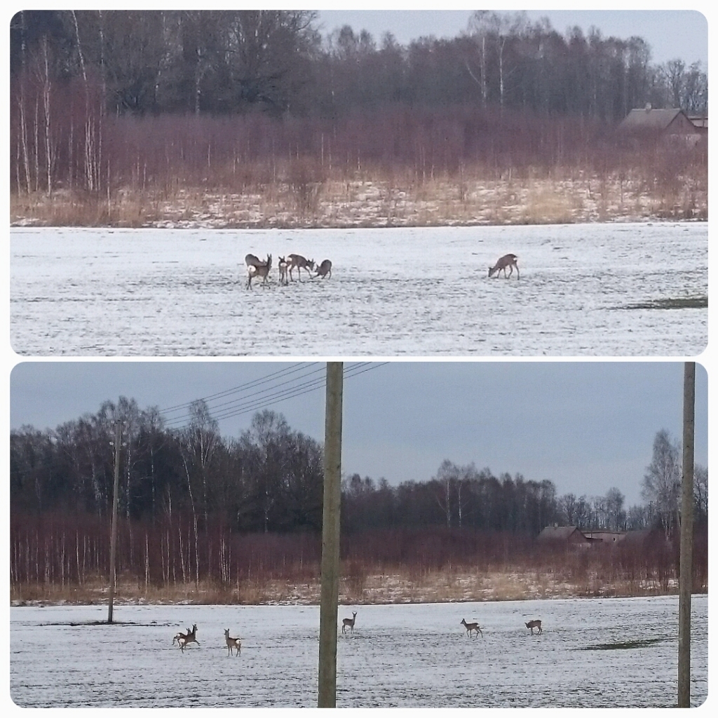 Autors: Ginta Barišņikova