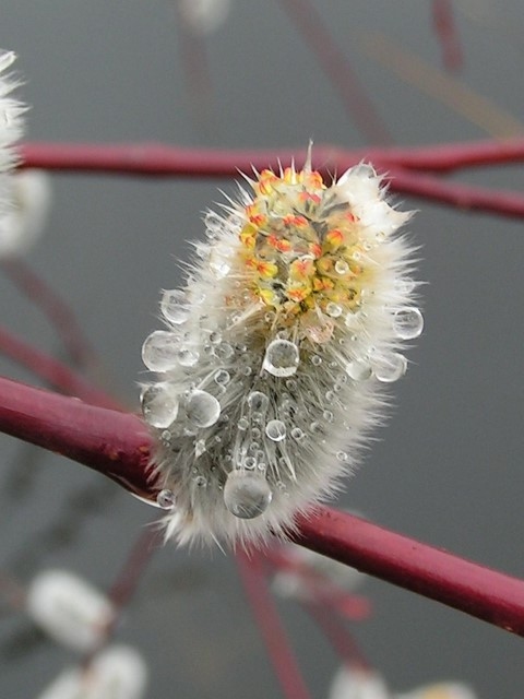 Lieldienās iecienīts smaillapu un smilšu vītola hibrīds ‘Paschal’.                                                        


Autors: Andrejs Svilāns