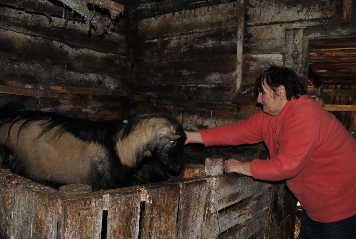 Gaidot pirmos zaļos pavasara asnus. Janīna Ziediņa un mūža maizē palikušais āzītis.

Autors: Imants Kaziļuns