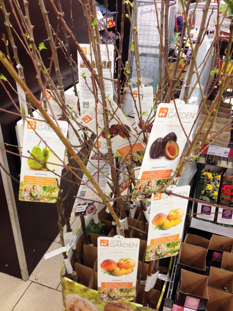 Labāk izvēlēties vietējos. Izvēloties augļukoku stādmateriālu, drošāk iegādāties kailsakņus, jo šāds augs vienmēr būs audzēts Latvijā, līdz ar to ir dzīvotspējīgāks nekā no kaimiņvalstīm ievestais.

Autors: no LKKC