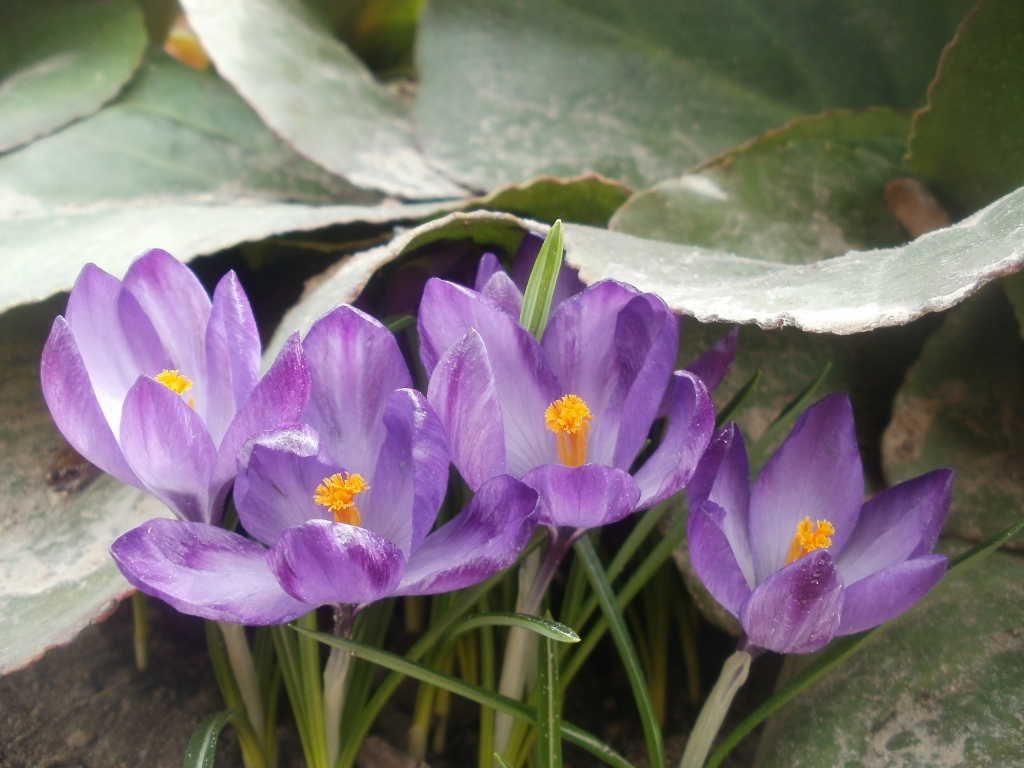 Autors: Inārs Dreijers