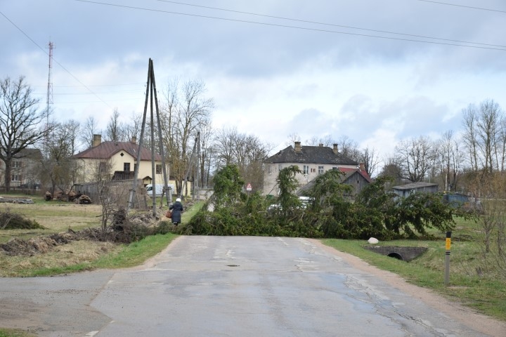 Nokrita vēl jauna. Šonedēļ stiprais dienvidrietumu vējš eglei bija liktenīgs.

Autors: Imants Kaziļuns