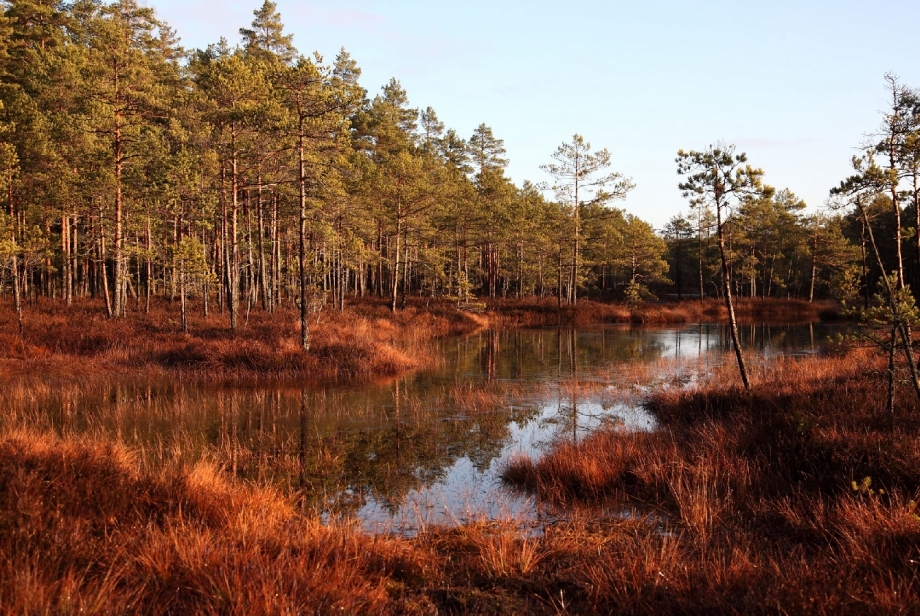 Aklais purvs.
Autors: www.purvi.lv