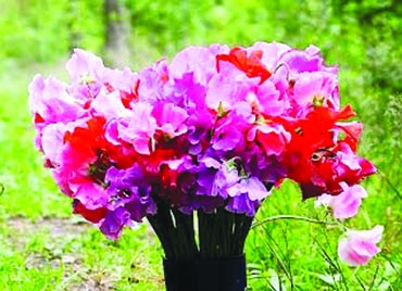 Autors: Žanna Žaka