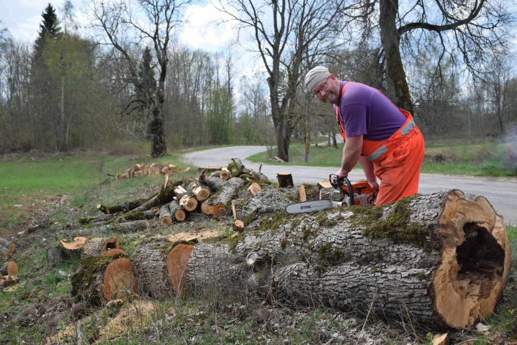 par vienu bīstamu koku mazāk. Pļaviņu iecirkņa darbinieks Jānis Liepiņš sazāģē vareno koka stumbru.
Autors: Imants Kaziļuns