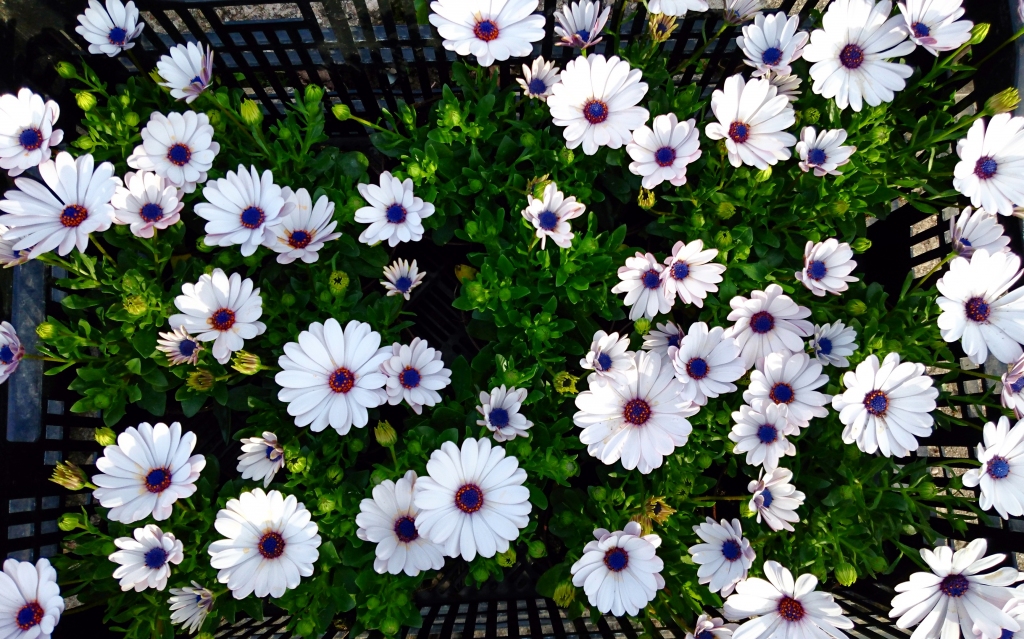 Autors: Žanna Žaka