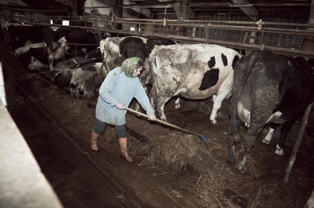 Kas vienam bankrots, otram ieguvums. Krīze piensaimniecībā ļauj lielās saimniecības lēti piepildīt ar ražīgām govīm.                                                                                                                               
Autors: no Staburaga arhīva