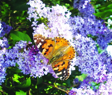 Autors: Silvija Karpoviča