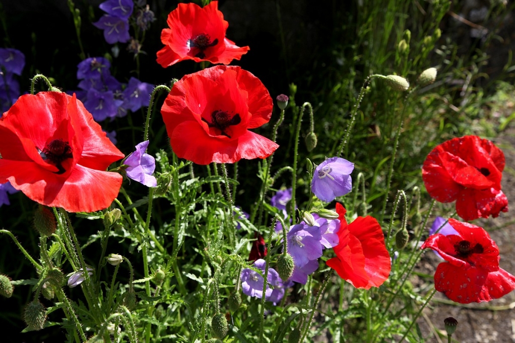 Autors: Žanna Žaka