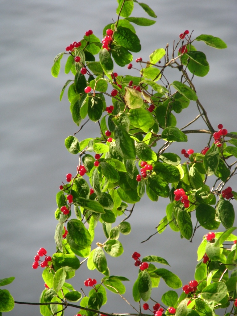 Autors: Solveiga Ivanova