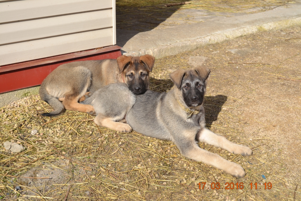 TE NU MĒS ESAM — Remo un Rembo. 	
Autors: no ģimenes albuma  