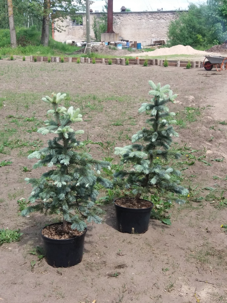 APZAĻUMO TERITORIJU pie Aiviekstes pagasta pārvaldes. 

Autors: Sandra Pumpure