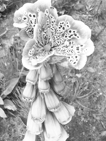 Autors: Inārs Dreijers