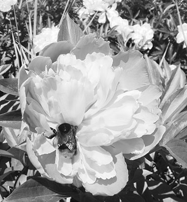 Autors: Inārs Dreijers