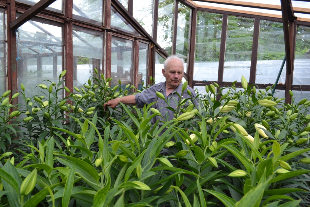LILIJU VECTĒTIŅŠ Kārlis Baltruks bilst, ka uzziedējušās lilijas jau iepriecina citus, bet šīs — izcilās — pumpurus raisīs nākamnedēļ.                                                                                        
Autors: autore