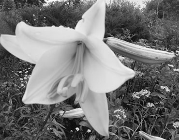 Autors: Inārs Dreijers