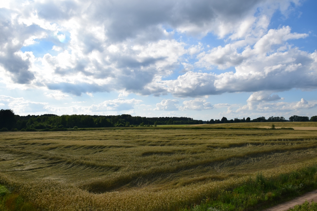 Pamatīgi savagots. Šīs nedēļas sākumā Daudzeses pagastā tīrumus bija skārušas vēja brāzmas.
Autors: Imants Kaziļuns