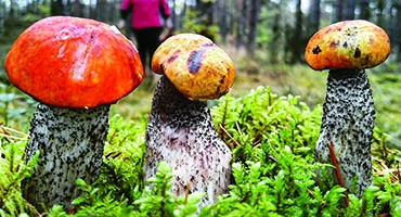 Autors: Žanna Žaka