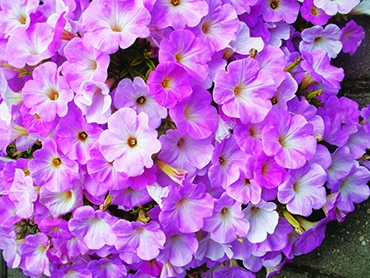 Autors: Inārs Dreijers