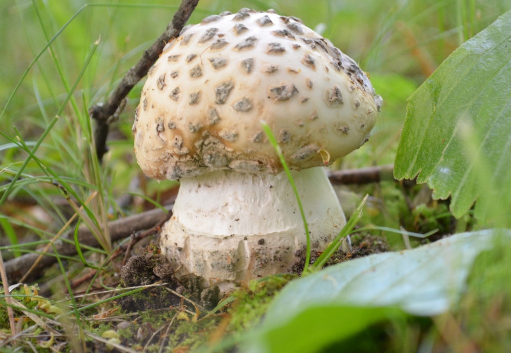 Autors: Jeļena Belova