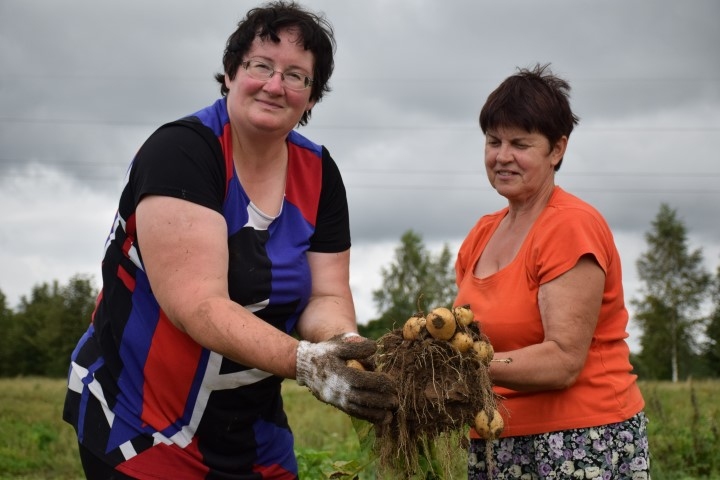 Standarta šķirnei ‘Monta’ šogad spēcīgi, gari laksti. Institūta speciālistes Agrita Švarta (no kreisās) un Daina Sarkanbārde veic kontrol­rakumus.
Autors: Imants Kaziļuns