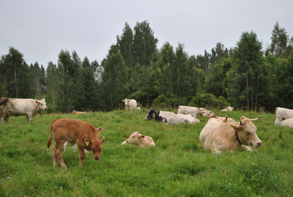 GOVIS BŪS PAĒDUŠAS — uzskata lopkopēji, kuri šogad izveidojušos situāciju lopbarības sagādē tomēr vērtē optimistiski. 
Autors: Elita Brovacka