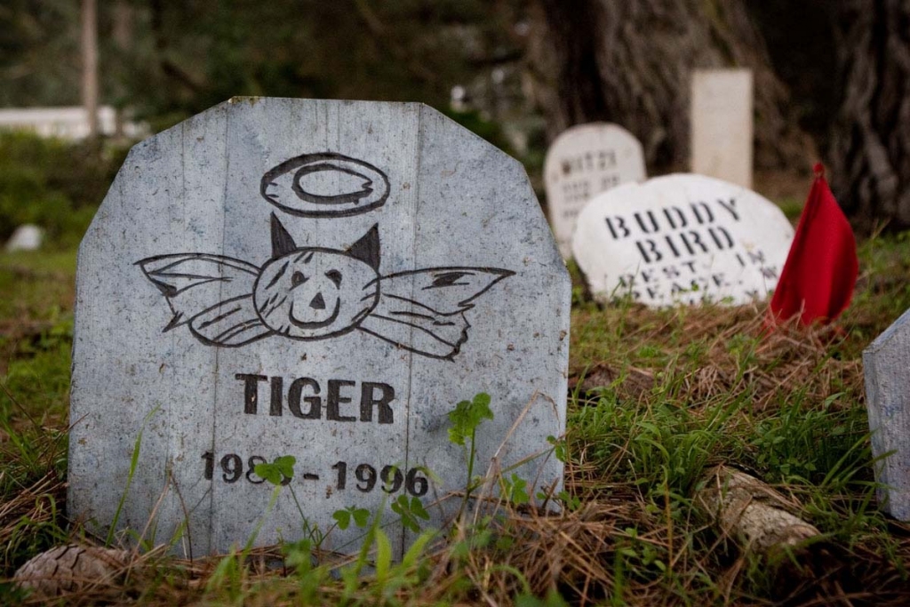 Kapa piemineklis dzīves uzticīgākajiem draugiem. Pasaules tīmeklī var atrast foto, kuros redzamas piemiņas zīmes arī apbedītajām ķirzakām, putniem, bruņurupučiem u. c.                              

Autors: no interneta 