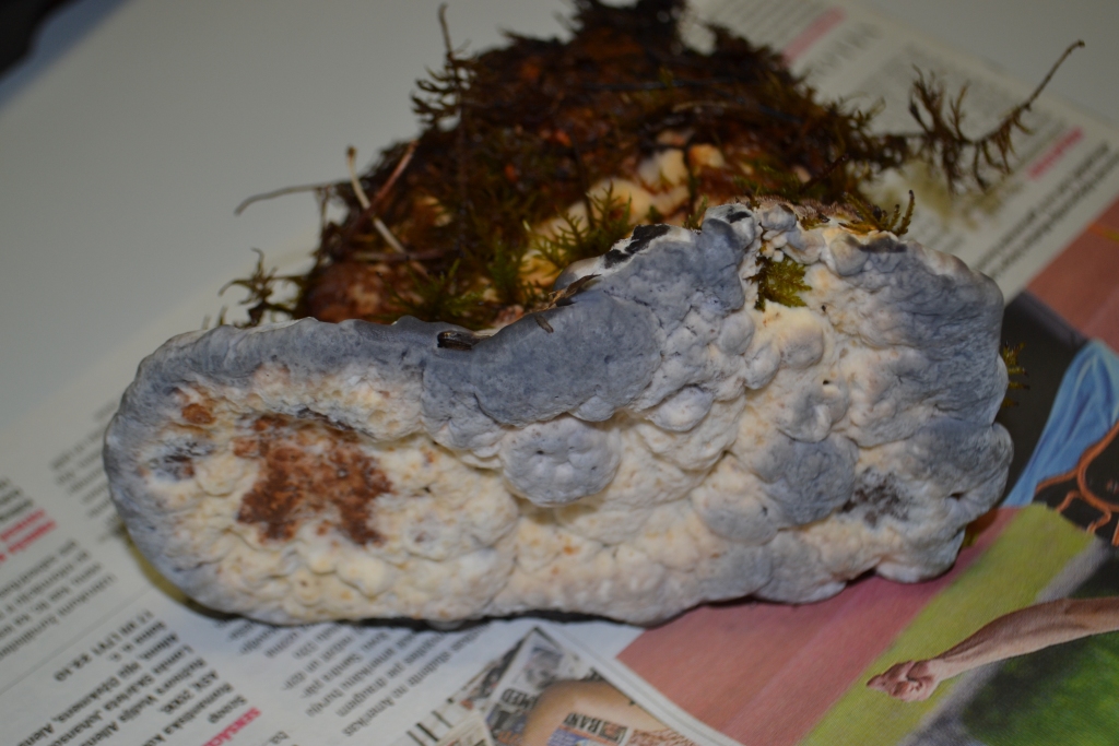 KĀ PĒDA. Zalves mežā atrastās zilganās brūnzobes cepure atgādina cilvēka pēdu. Apskatot rūpīgāk, redzams, ka kopā saauguši vairāku sēņu augļķermeņi.                                                             
Autors: Guna Mikasenoka