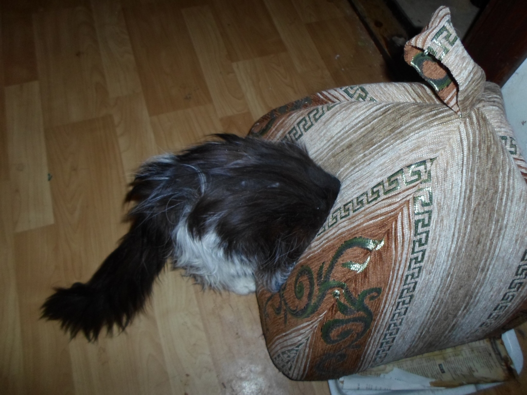 TIKAI LĪDZ PUSEI. Kutuzovs mājā ielīda tikai, lai apēstu iecienīto maltīti. 
Autors: Ināra Sudare