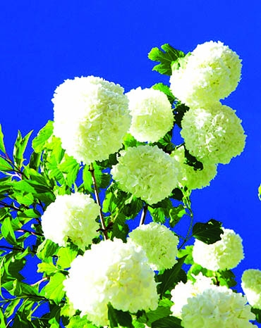 Autors: Žanna Žaka