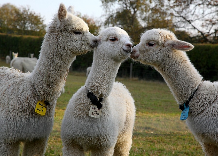 Šai fotogrāfijai parakstu gaidīsim līdz 15. septembrim. 