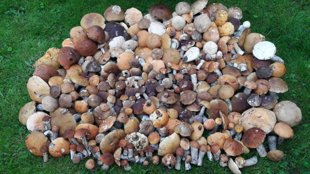 SĒŅU KALNS. Apšu kundziņi salasīti Rīteru apkaimē.
Autors: no Gintas albuma