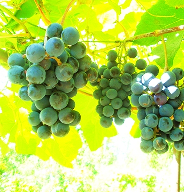 Autors: Inārs Dreijers