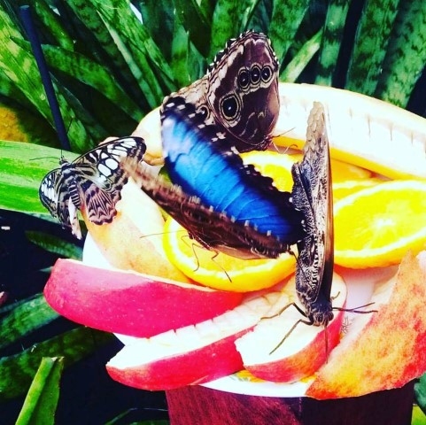 Autors: no Tērvetes tauriņu dabas albuma