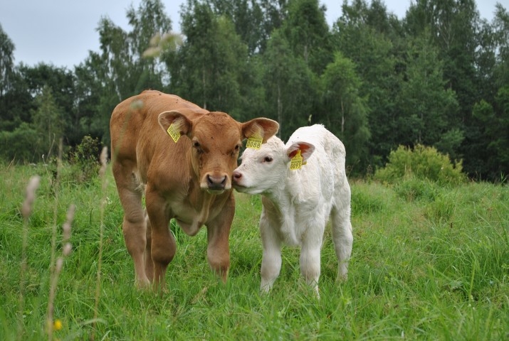 Daļas piensaimnieku nākotne. Gaļaslopu audzēšana ir viena no nozarēm ilgstošās piena krīzes apstākļos.
Autors: no “Staburaga” arhīva
