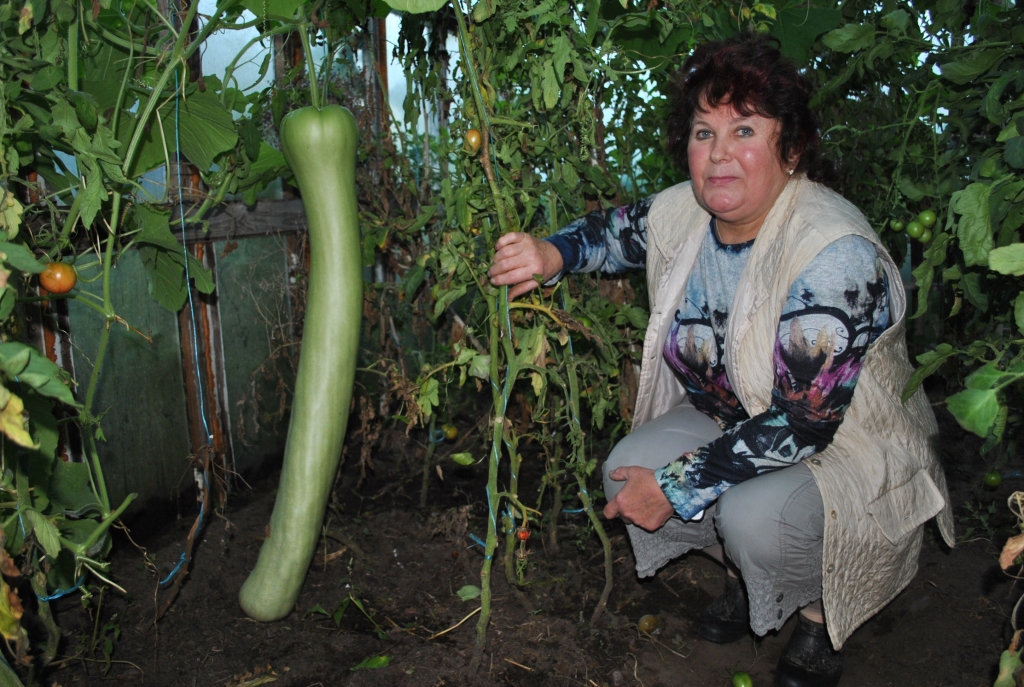 MILZENIS ir apmēram trīsgadīga bērna augumā, un tāds tas izaudzis, neviena nepamanīts. Savu jaunāko dārza brīnumu rāda seciete Inita Vanaga. 
Autors: Elita Brovacka