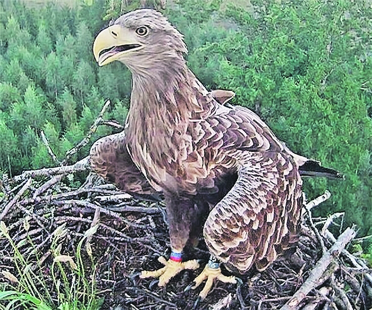 Jūras ērglis karstā vasaras dienā. 
Autors: no dabasdati.lv