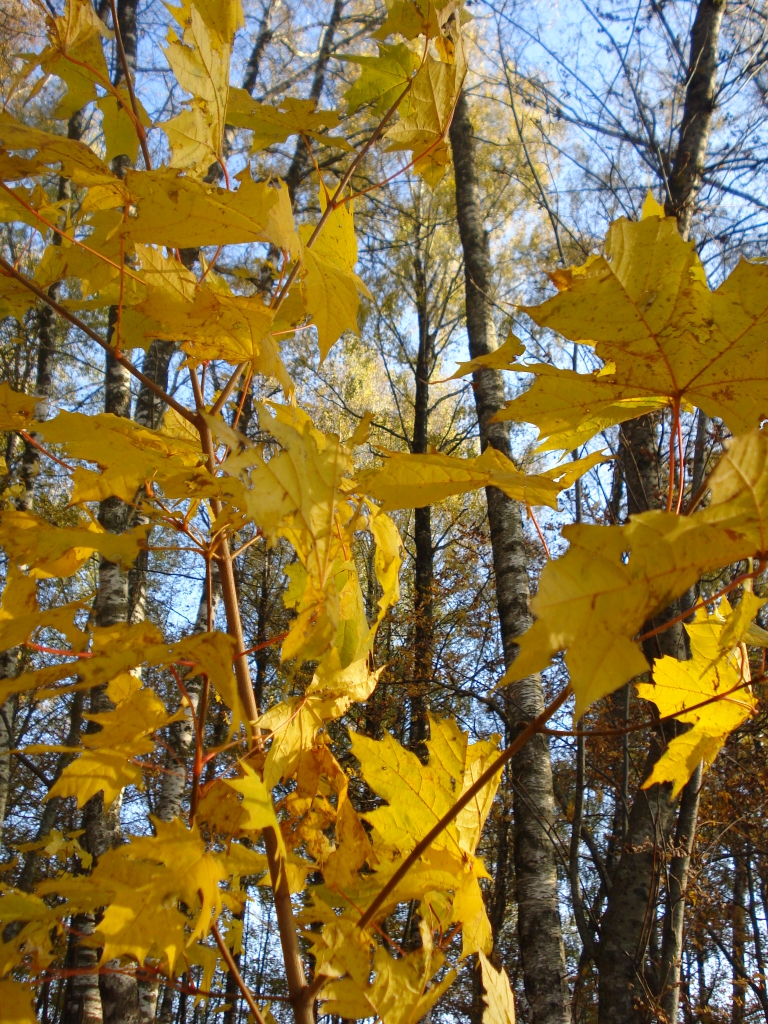 Autors: Silvija Karpoviča