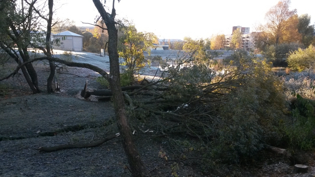 Pārtika ziemai sākta gādāt, bet “darbs” vējā — Aizkraukles komunālo pakalpojumu uzņēmuma vīri nogāztos vītolus bebriem maltītei neatstāja.                                                                               
Autors: Solveiga Ivanova