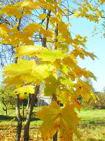 Autors: Inārs Dreijers