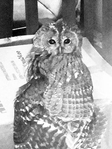 Koknesīte. Bilde tapusi Koknesē. Pūcēm nepatīk cilvēku pieskārieni. Pat pieradinātām tie nepatīk. Pūces ir reti intelektuālas. 

Autors: Ekrānbilde no “Facebook