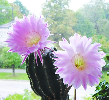 Autors: Ināra Sudare