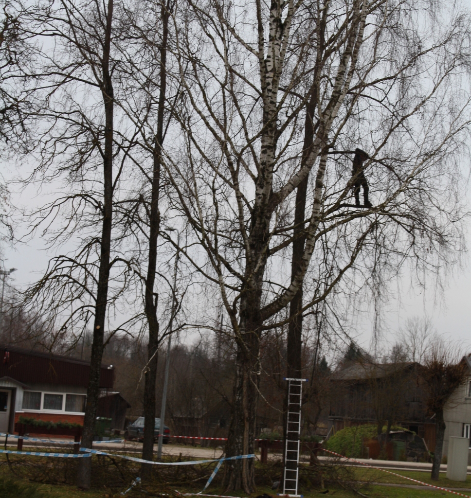 DAUDZ DARBA. Šajās dienās arboristi strādāja parkā pie kultūras centra. 
Autors: Sandra Pumpure