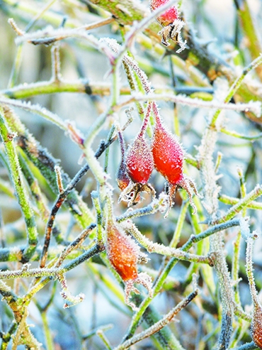 Autors: Solveiga Ivanova