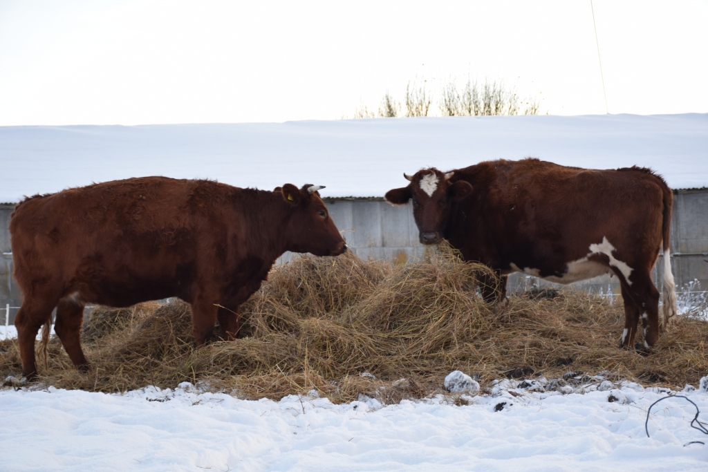 Viss vienā gadā. Neraža, lielie elektrības rēķini, zemas piena iepirkuma cenas saimniekiem liek rūpīgi izvērtēt turpmāko darbību.                                                                                                                                  

Autors: no arhīva